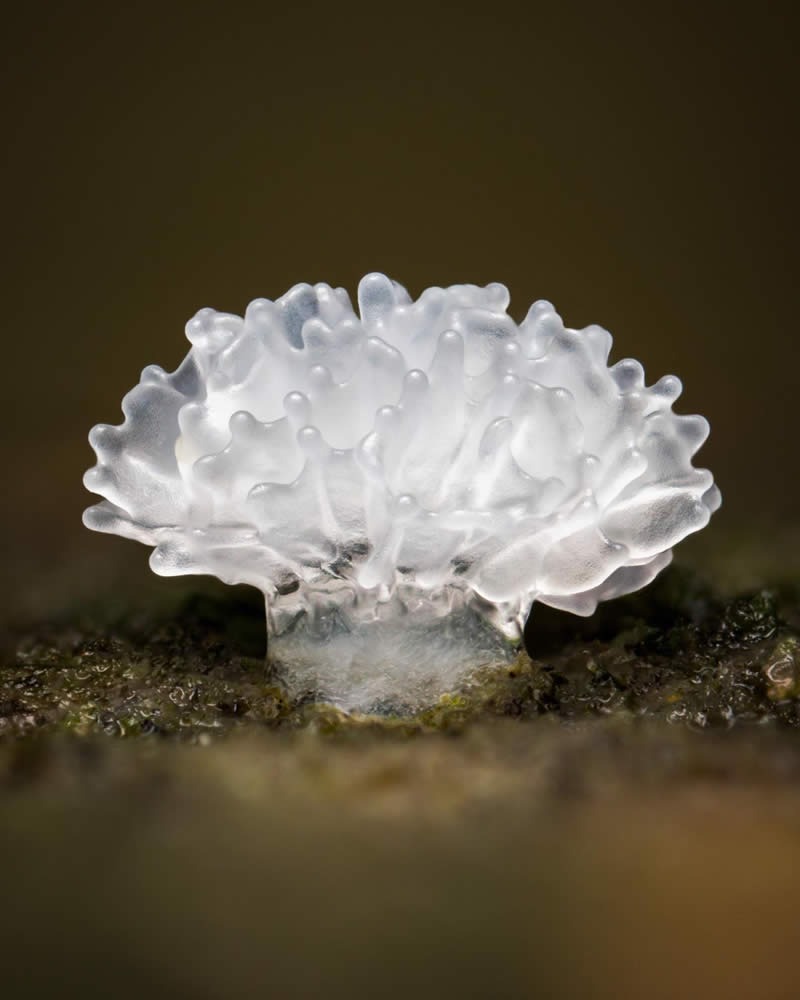 macro-photography-mushrooms-fungi-riley-loew-05.jpg