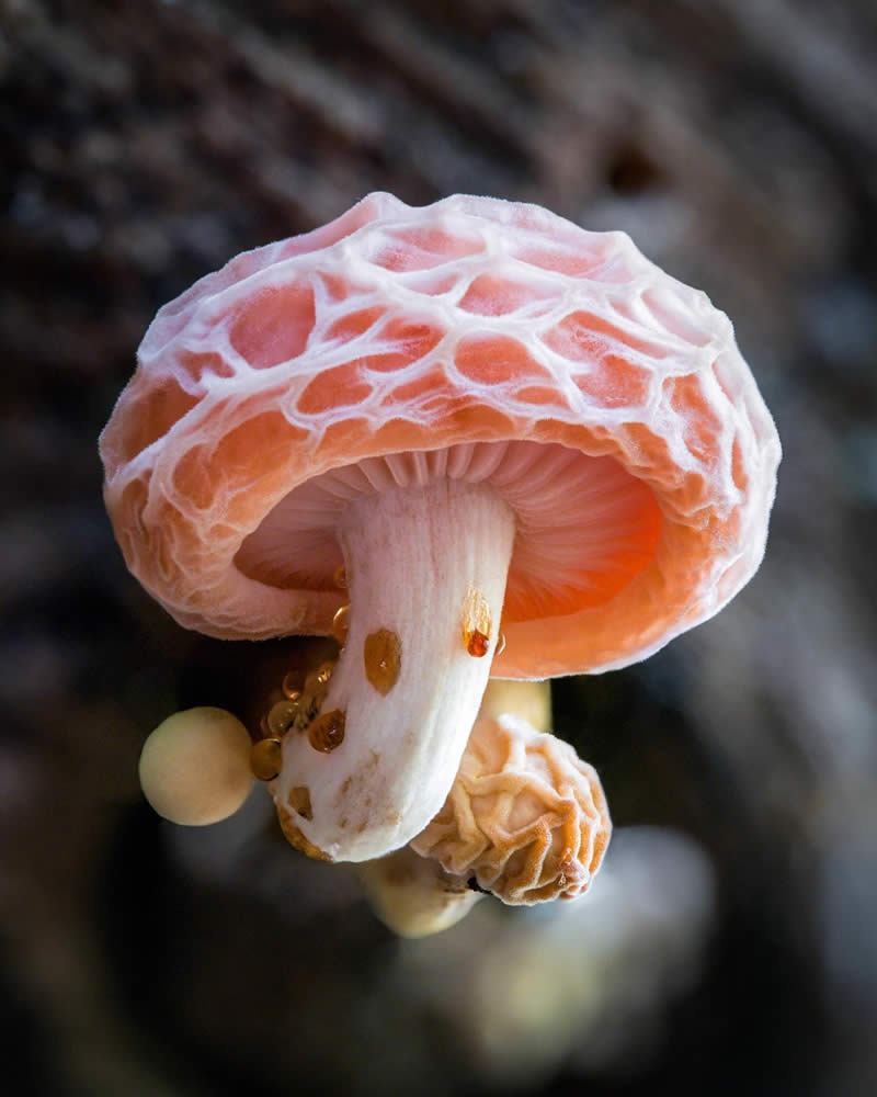 macro-photography-mushrooms-fungi-riley-loew-07.jpg
