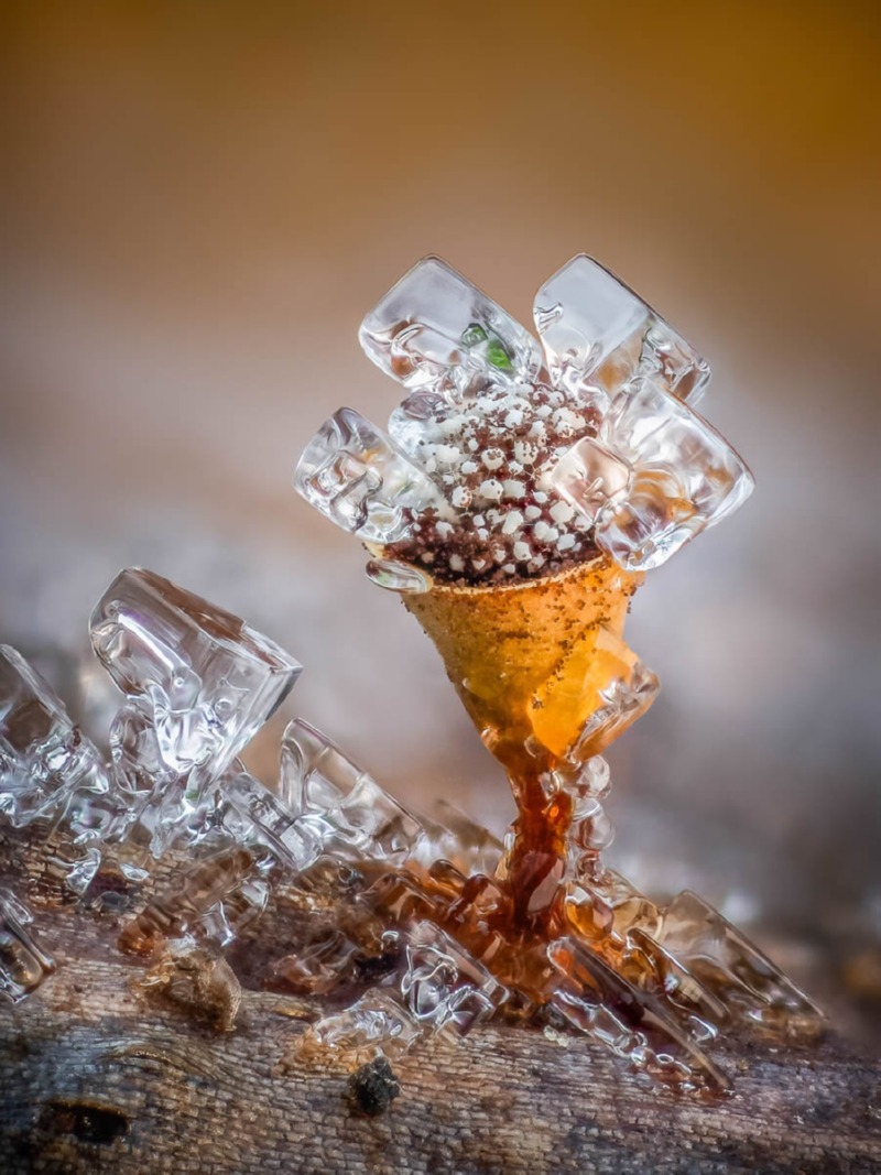 macro-fungi-garden-photographer-of-the-year-winners-01.jpg