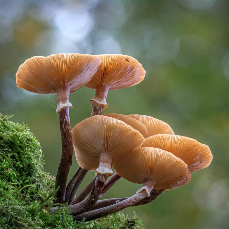 macro-fungi-garden-photographer-of-the-year-winners-02.jpg