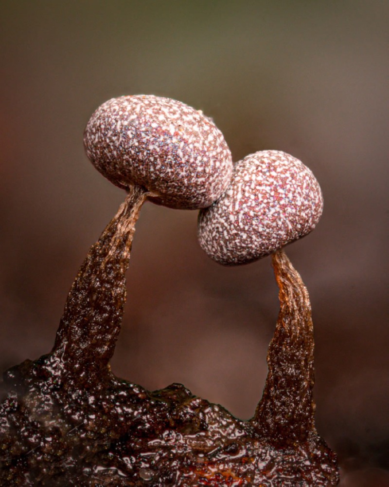 fungi-macro-photography-alison-pollack-01.jpg