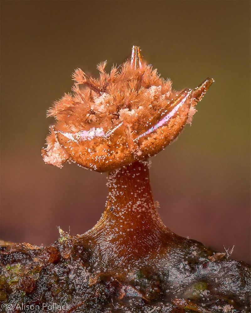 fungi-macro-photography-alison-pollack-02.jpg